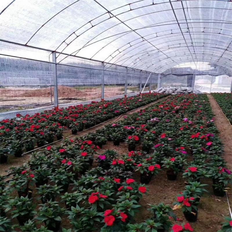 凤仙花
