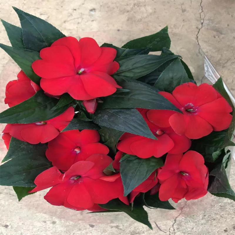 凤仙花