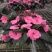 凤仙花