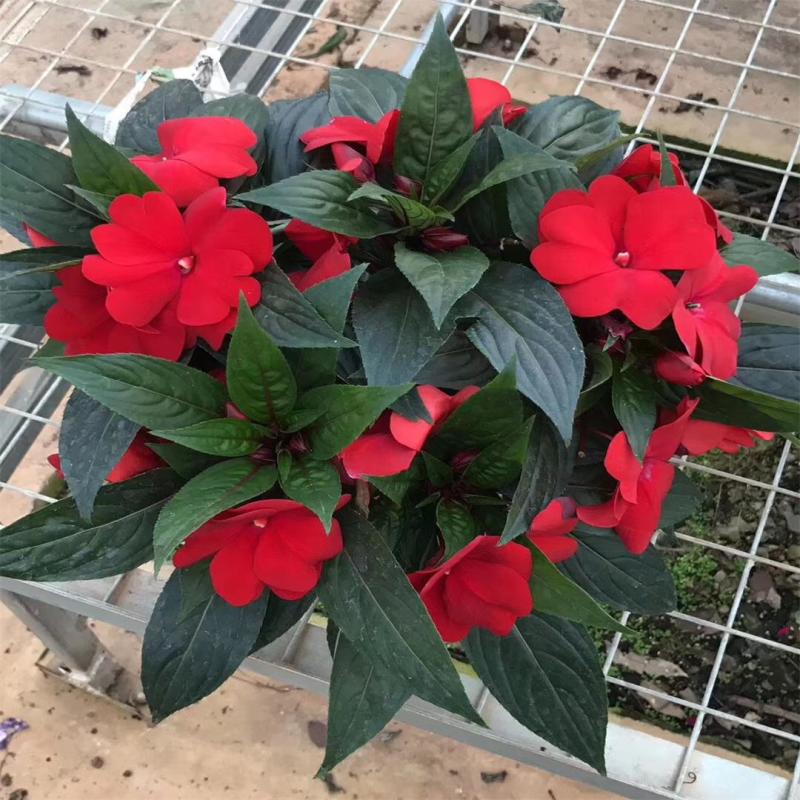 凤仙花