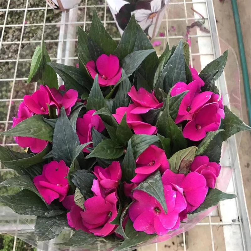凤仙花