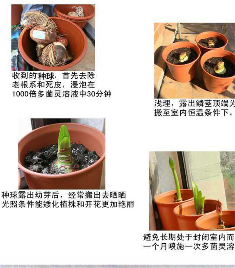 现货荷兰进口重瓣朱顶红种球四季观花
