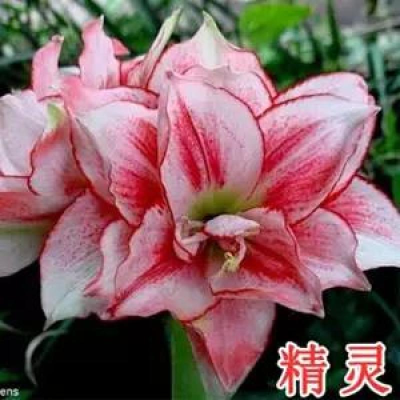 现货荷兰进口重瓣朱顶红种球四季观花