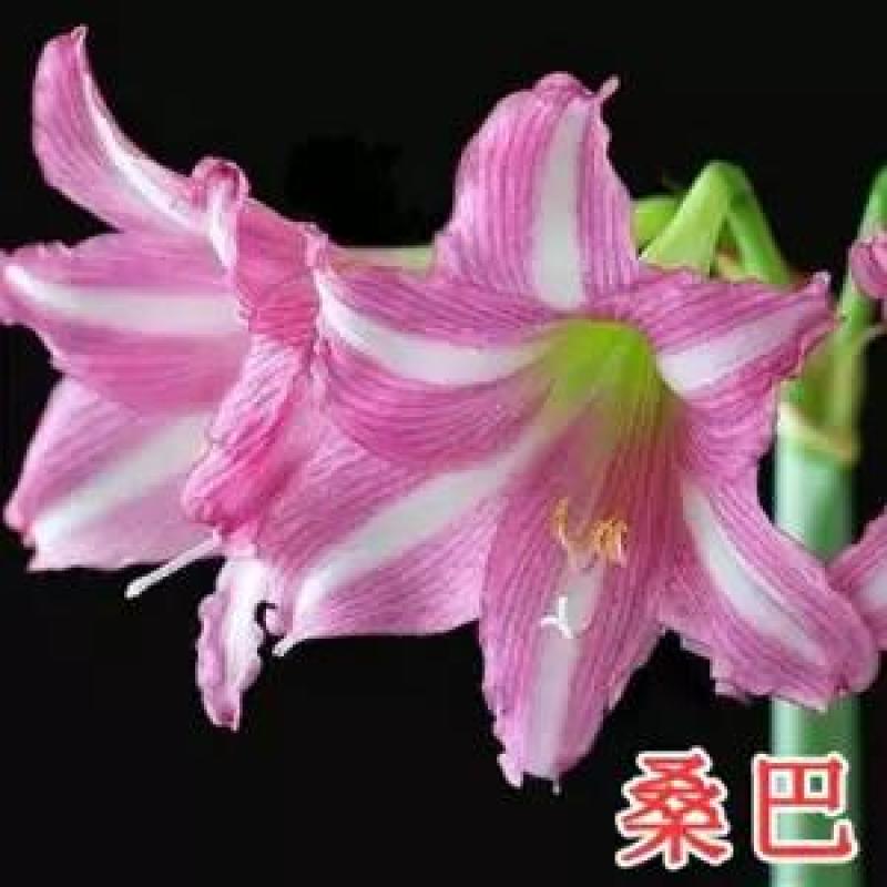 现货荷兰进口重瓣朱顶红种球四季观花