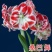 现货荷兰进口重瓣朱顶红种球四季观花