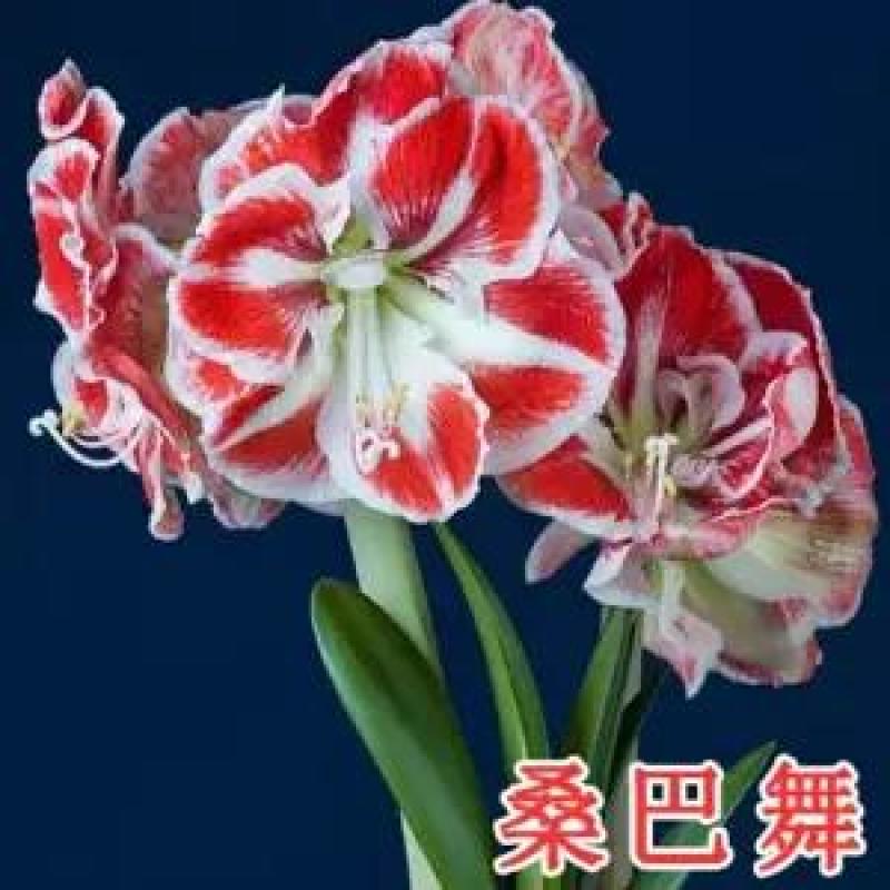 现货荷兰进口重瓣朱顶红种球四季观花