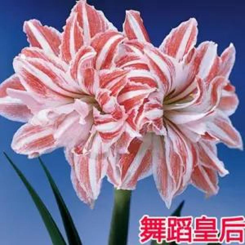 现货荷兰进口重瓣朱顶红种球四季观花