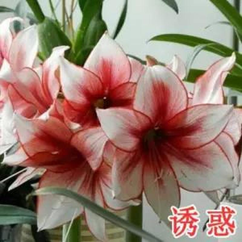 现货荷兰进口重瓣朱顶红种球四季观花