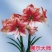 现货荷兰进口重瓣朱顶红种球四季观花