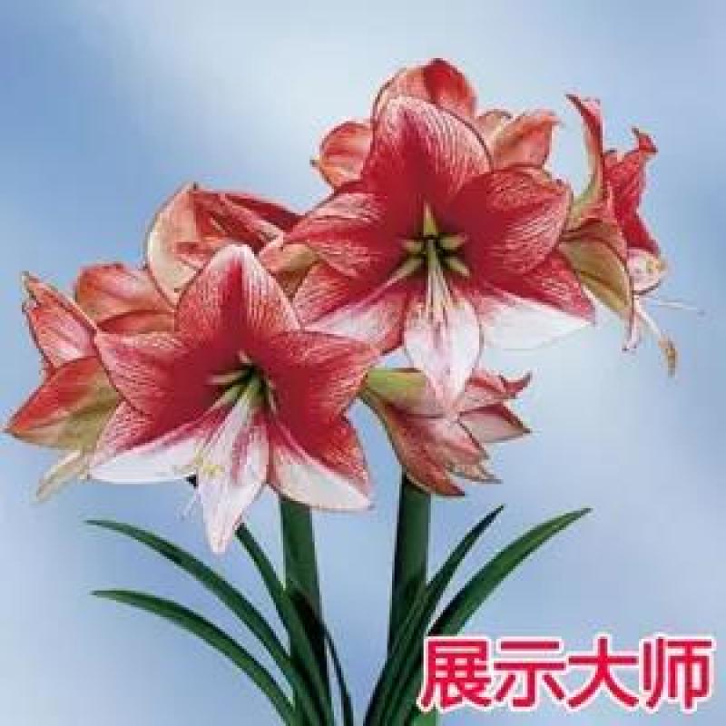 现货荷兰进口重瓣朱顶红种球四季观花