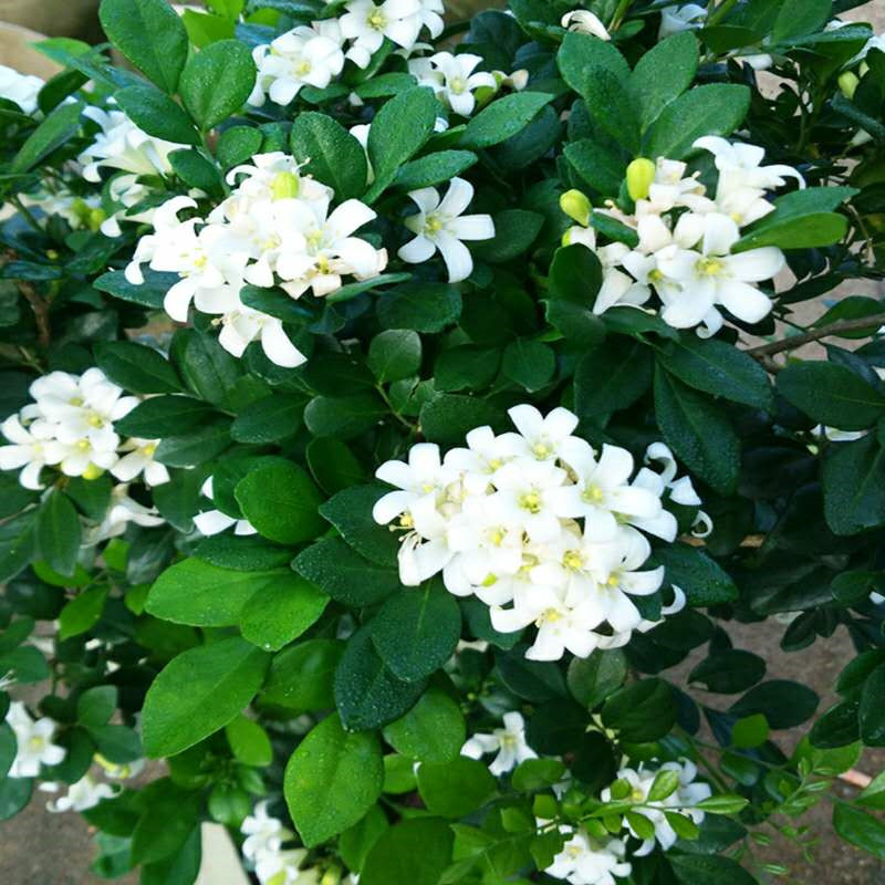 九里香花苗盆栽清香怡人驱蚊室内外七里香苗盆景庭院植物