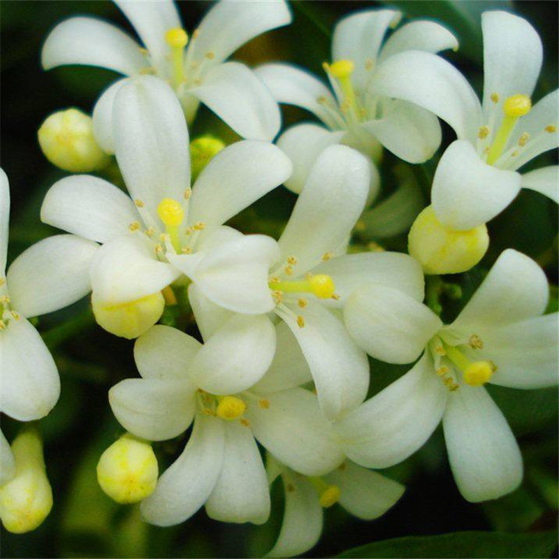 九里香花苗盆栽清香怡人驱蚊室内外七里香苗盆景庭院植物