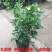 九里香花苗盆栽清香怡人驱蚊室内外七里香苗盆景庭院植物