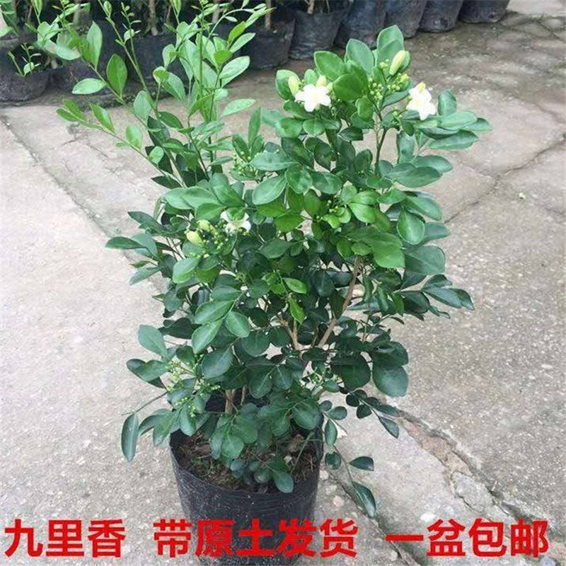 九里香花苗盆栽清香怡人驱蚊室内外七里香苗盆景庭院植物