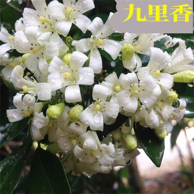 九里香花苗盆栽清香怡人驱蚊室内外七里香苗盆景庭院植物