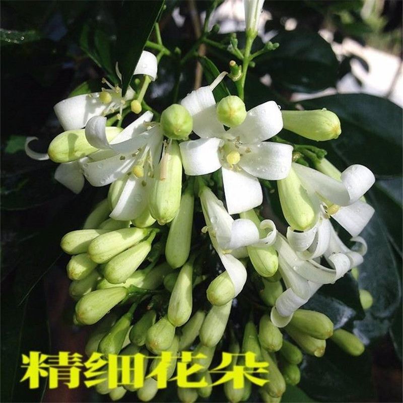 九里香花苗盆栽清香怡人驱蚊室内外七里香苗盆景庭院植物