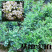 九里香花苗盆栽清香怡人驱蚊室内外七里香苗盆景庭院植物