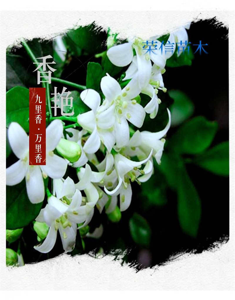 九里香花苗盆栽清香怡人驱蚊室内外七里香苗盆景庭院植物