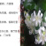 九里香花苗盆栽清香怡人驱蚊室内外七里香苗盆景庭院植物