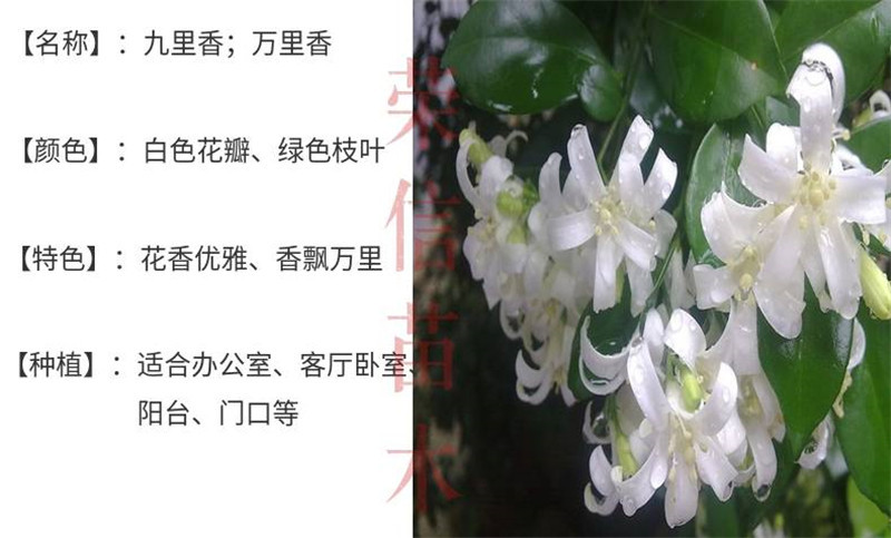 九里香花苗盆栽清香怡人驱蚊室内外七里香苗盆景庭院植物