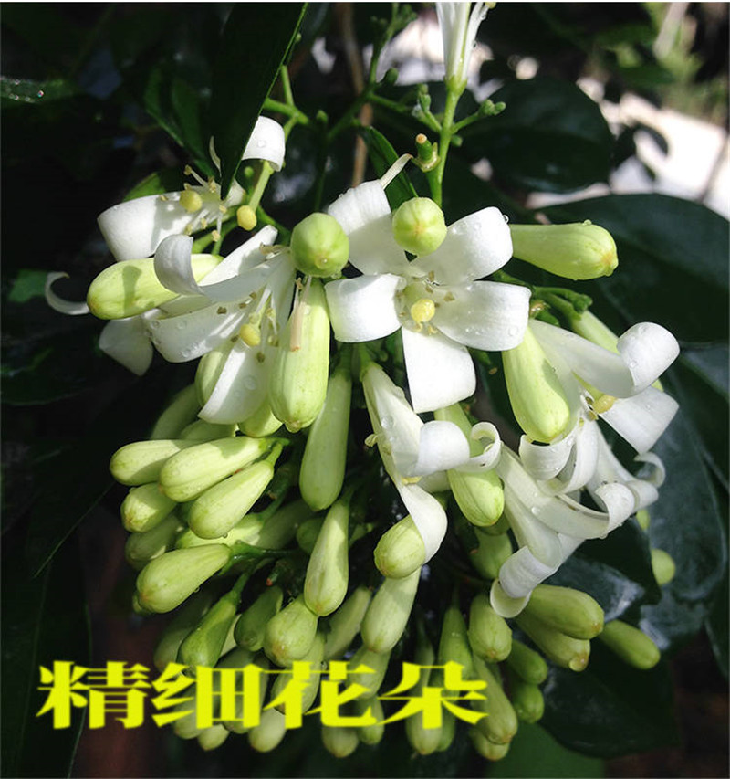 九里香花苗盆栽清香怡人驱蚊室内外七里香苗盆景庭院植物