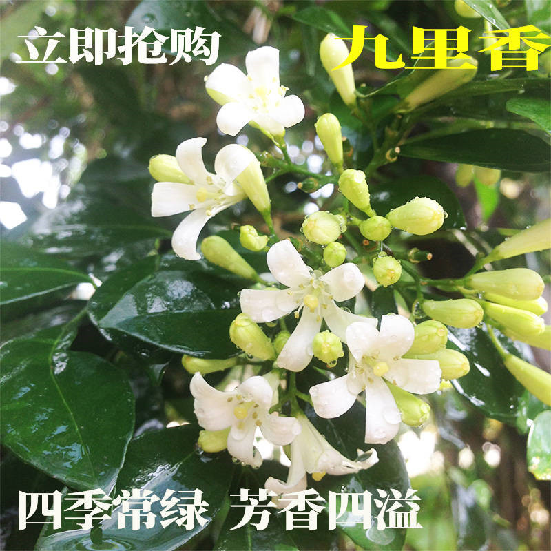 九里香花苗盆栽清香怡人驱蚊室内外七里香苗盆景庭院植物
