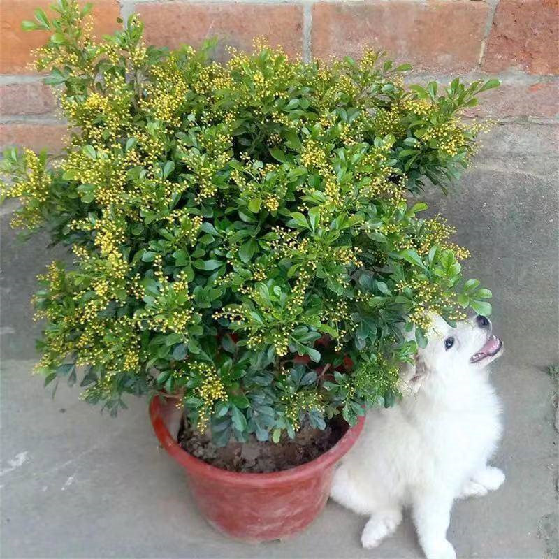 四季开花米兰花盆栽苗绿植四季常青芳香浓郁植物室内