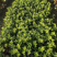 四季开花米兰花盆栽苗绿植四季常青芳香浓郁植物室内