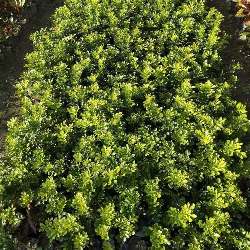 四季开花米兰花盆栽苗绿植四季常青芳香浓郁植物室内
