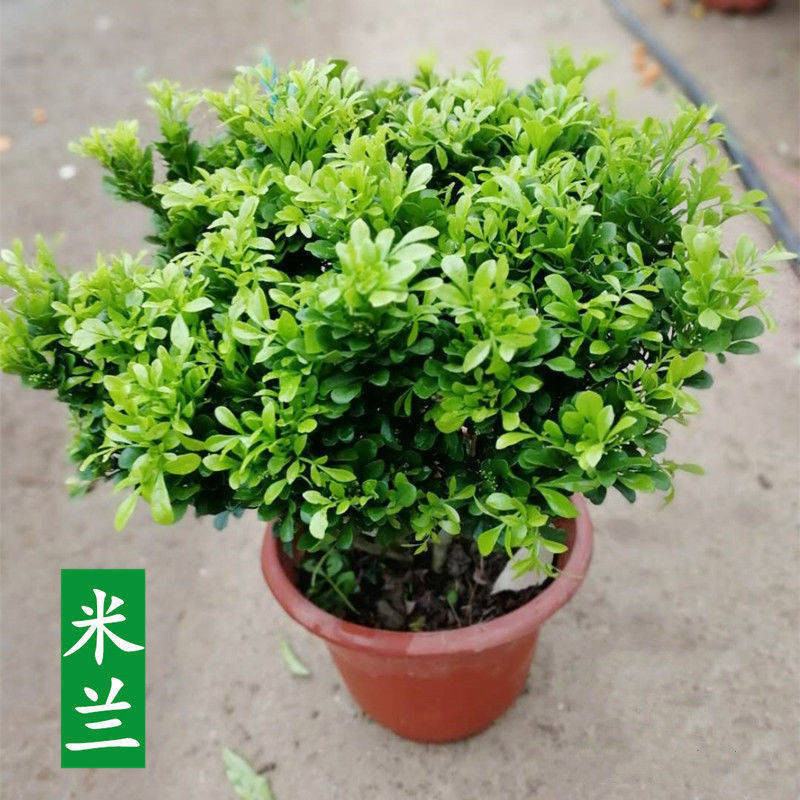 四季开花米兰花盆栽苗绿植四季常青芳香浓郁植物室内