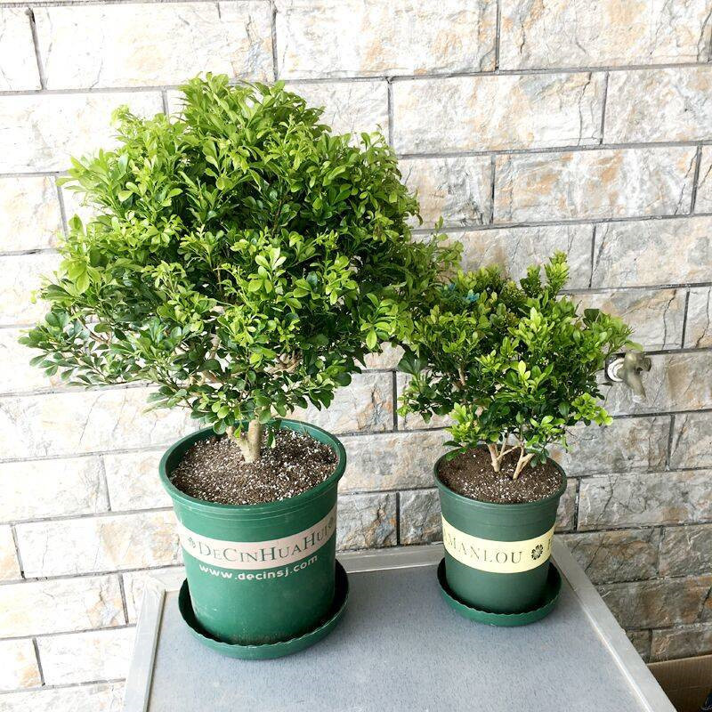 四季开花米兰花盆栽苗绿植四季常青芳香浓郁植物室内