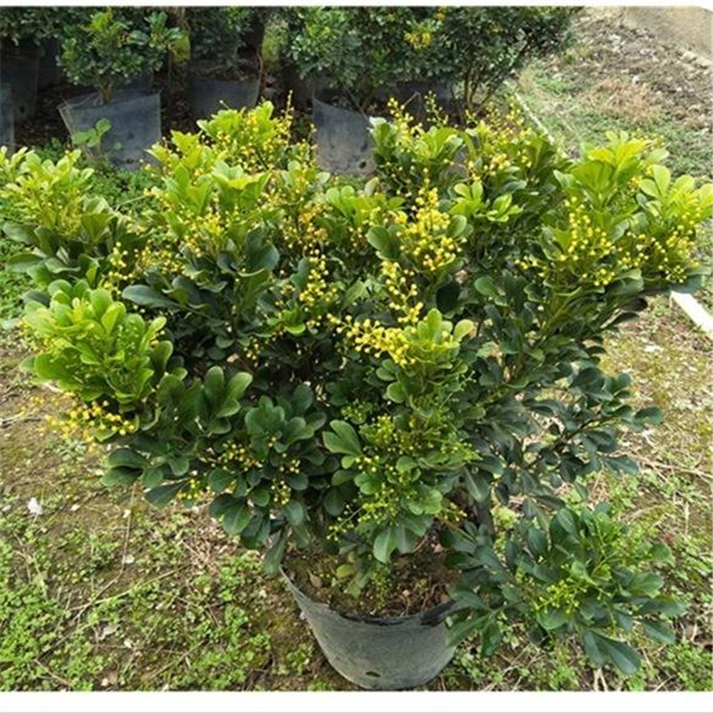 四季开花米兰花盆栽苗绿植四季常青芳香浓郁植物室内