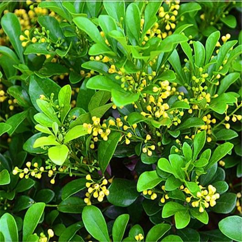 四季开花米兰花盆栽苗绿植四季常青芳香浓郁植物室内