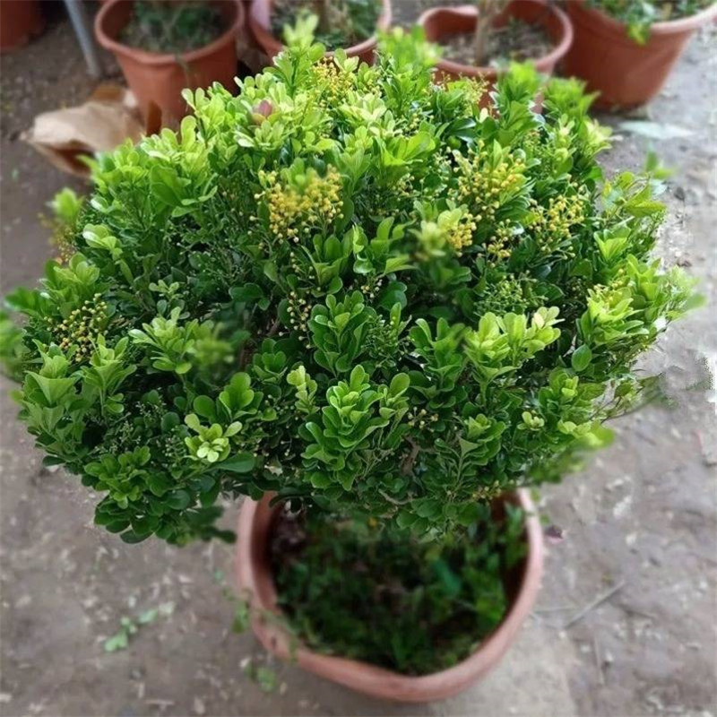 四季开花米兰花盆栽苗绿植四季常青芳香浓郁植物室内