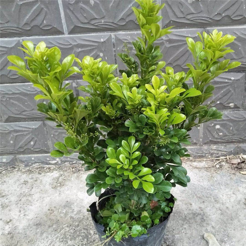 四季开花米兰花盆栽苗绿植四季常青芳香浓郁植物室内