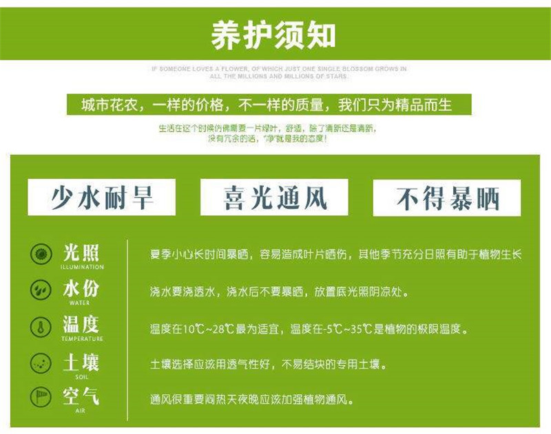 四季开花米兰花盆栽苗绿植四季常青芳香浓郁植物室内