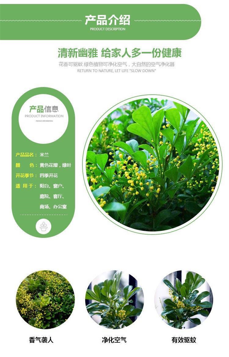 四季开花米兰花盆栽苗绿植四季常青芳香浓郁植物室内