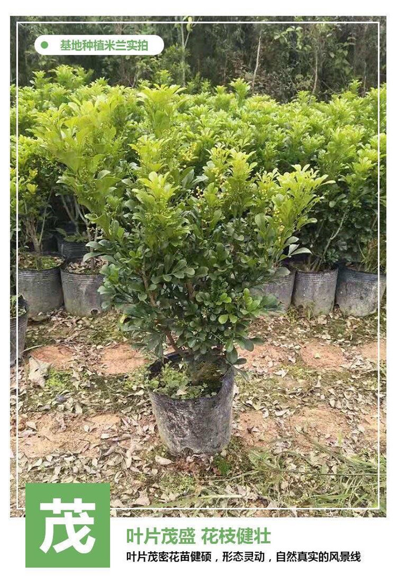四季开花米兰花盆栽苗绿植四季常青芳香浓郁植物室内