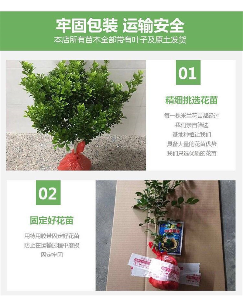 四季开花米兰花盆栽苗绿植四季常青芳香浓郁植物室内