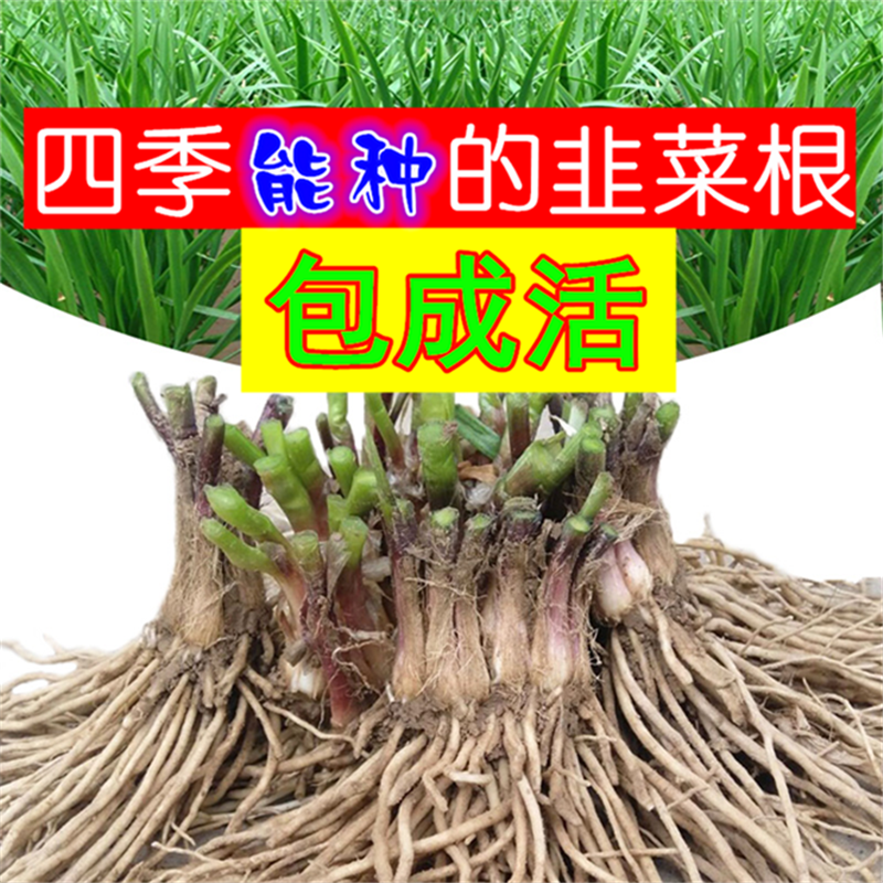 新韭菜根现挖紫根韭菜苗种子籽红根宽叶黄韭阳台四