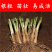 新韭菜根现挖紫根韭菜苗种子籽红根宽叶黄韭阳台四