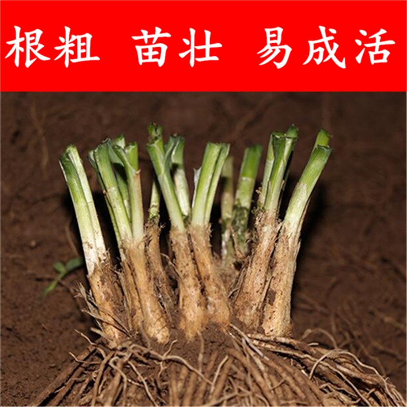 新韭菜根现挖紫根韭菜苗种子籽红根宽叶黄韭阳台四
