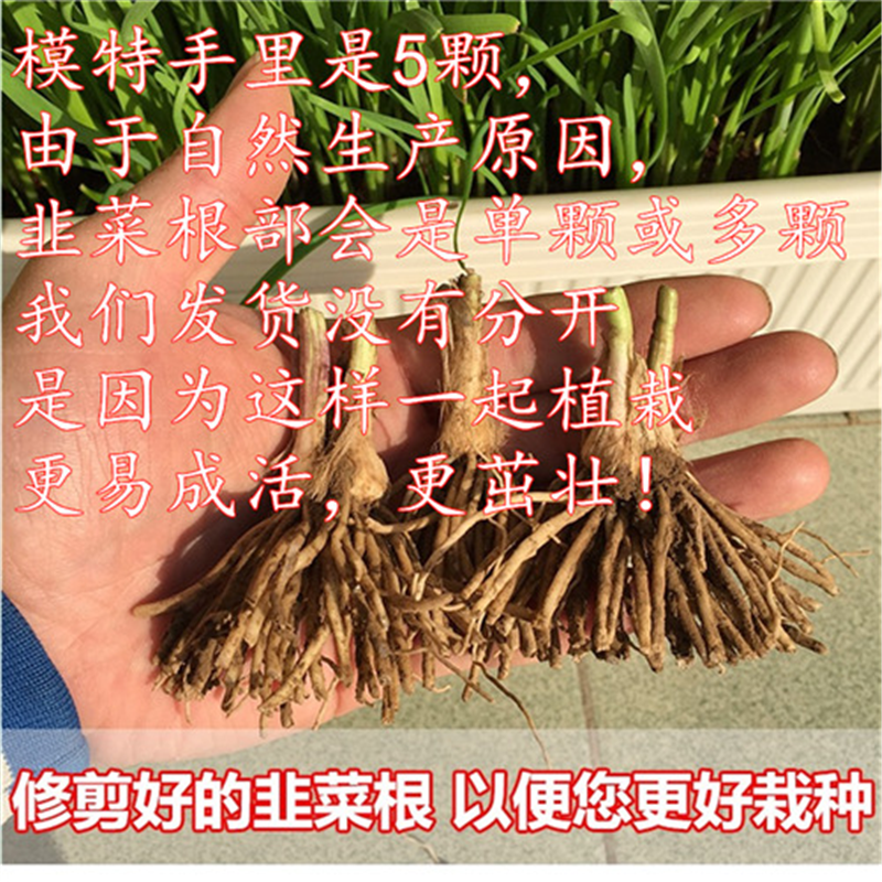 新韭菜根现挖紫根韭菜苗种子籽红根宽叶黄韭阳台四