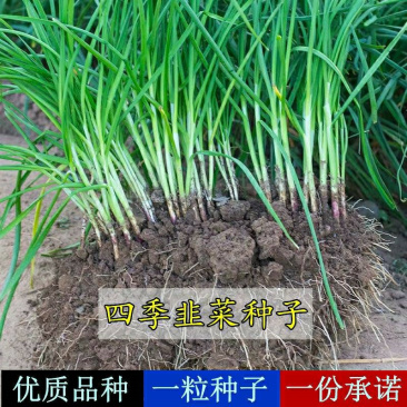 新韭菜根现挖紫根韭菜苗种子籽红根宽叶黄韭阳台四