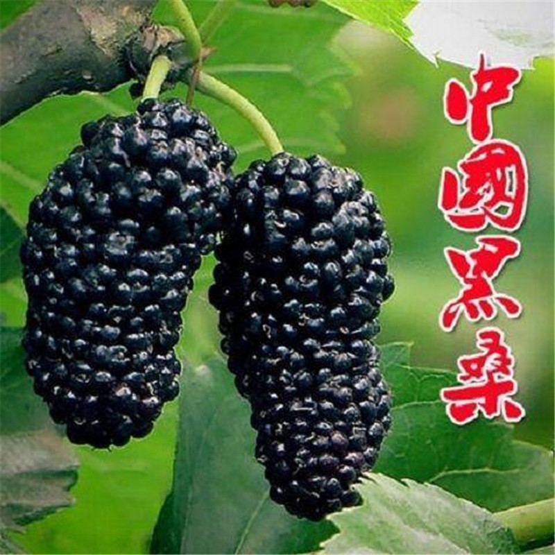 无籽大十桑树苗桑葚树苗果桑苗当年结果耐寒种植桑椹