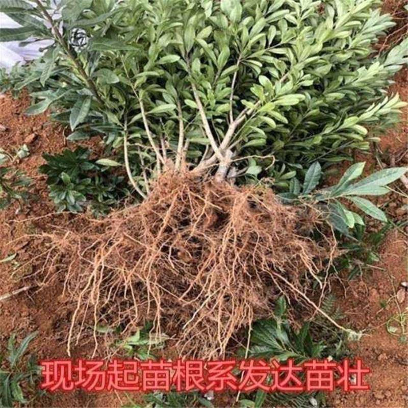 嫁接东魁杨梅树苗耐寒南方北方种植果树苗包成活当年结果杨梅苗