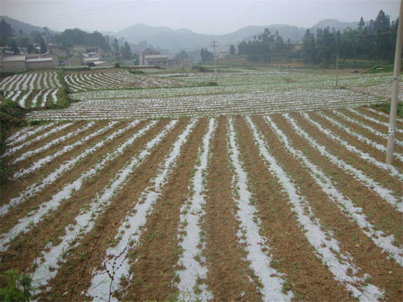 农用塑料薄膜黑白色透明加厚除草地膜蔬菜保鲜保温树苗