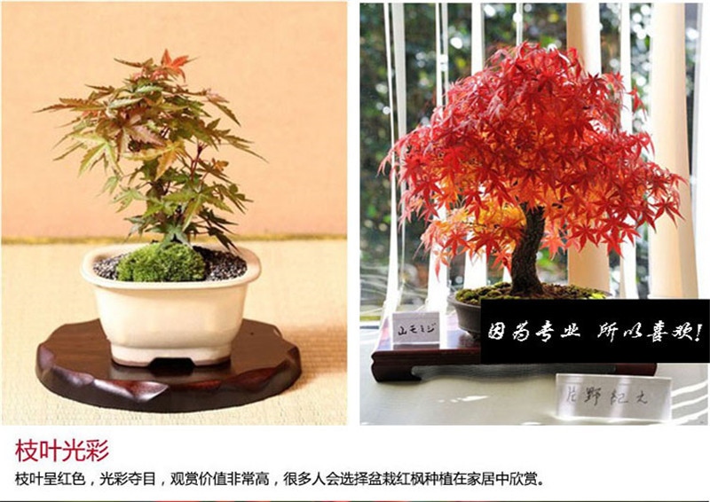 进口红枫种子四季种易活室