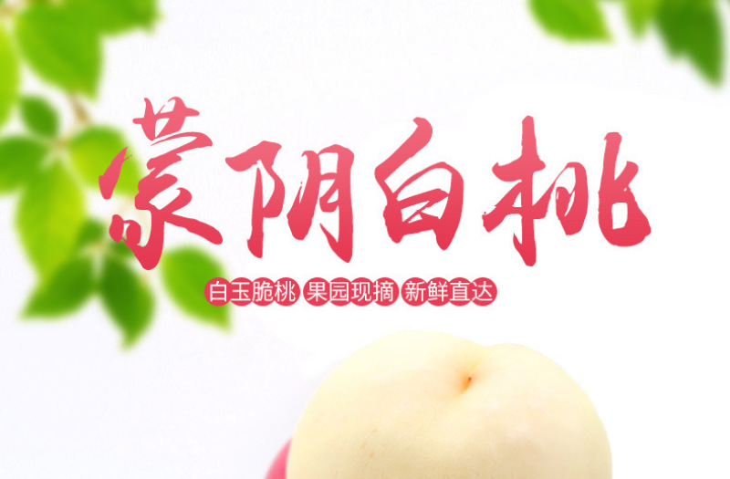 脆桃正宗山东白桃现摘现发毛桃硬桃脆甜不软桃子