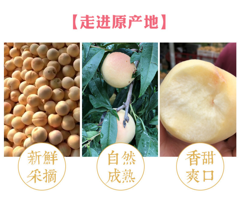 脆桃正宗山东白桃现摘现发毛桃硬桃脆甜不软桃子